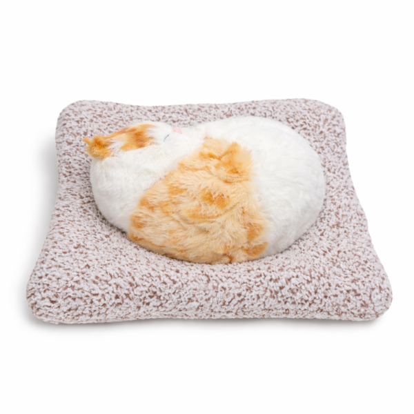 Light Brown & White Cat